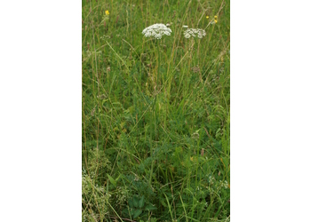 Kümmelsilge (Selinum carvifolia) - © Emanuel Trummer